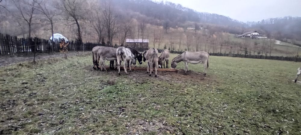 Da vânzare 11 magarite majoritatea gestante