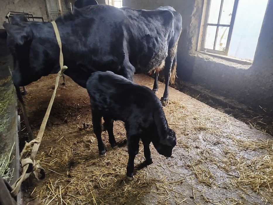 Angus parodali sigir