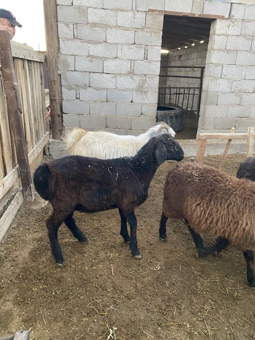 Семиз токтылар.