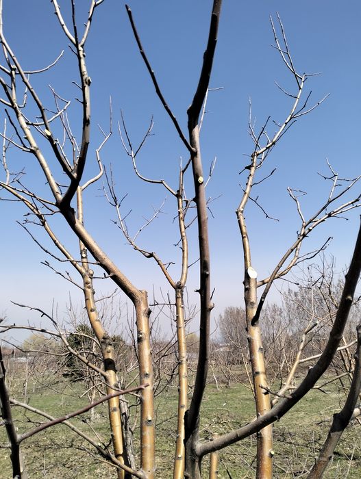 Качественная Обрезка Плодовых Деревьев