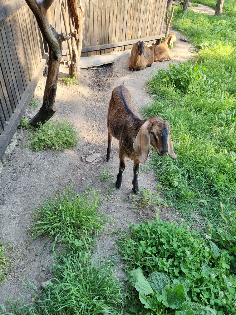 Vand țăpișori, varsta 4 luni