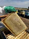 Miere poliflora productie 2025