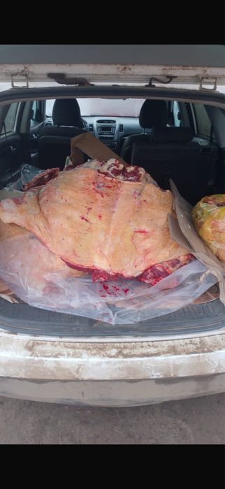 Семиз кашар ети согым 2900 тг кг