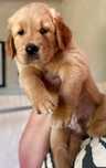 Golden Retriever Red cu pedigree