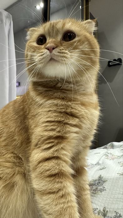 Приглашаем на вязку девочку