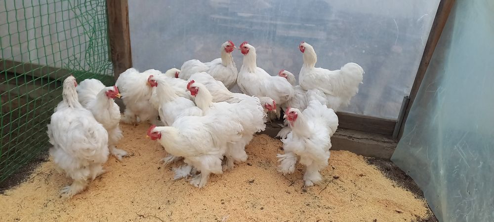 Продам петухов кохенхин белый