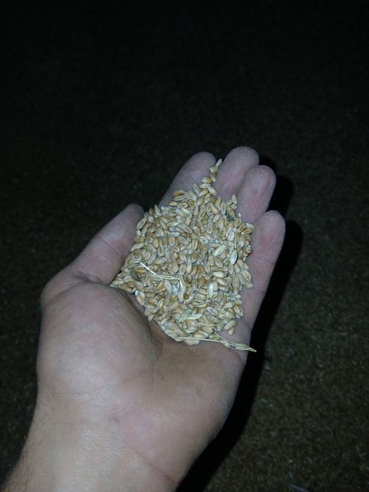 Orz de vânzare și baloti de paie de grâu