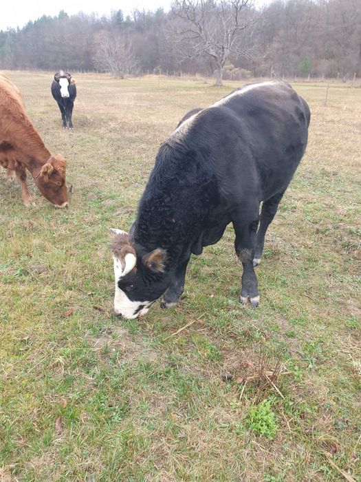 Vaca Angus, vaca la a 3a fătare și Taur