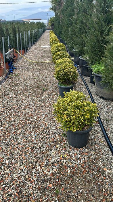 Evounymous oferte de primavara