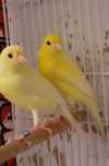 Canari Malinois-Waterslager