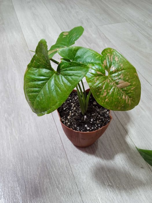 Продам сингониум