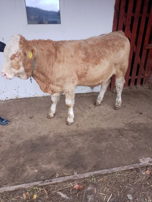 Tăuraș BR linie de carne