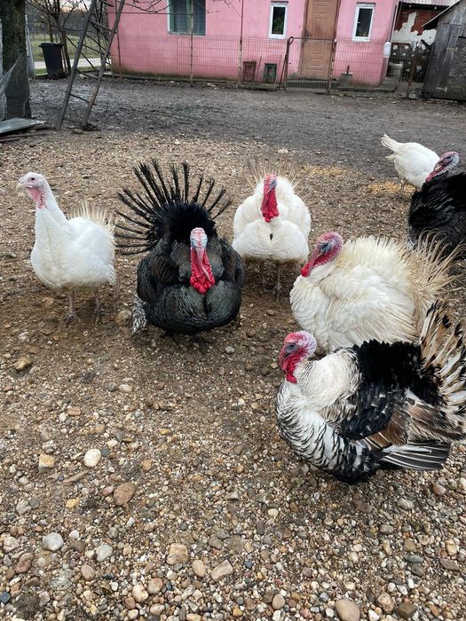 Vand curcani de tara , crescuti natural .