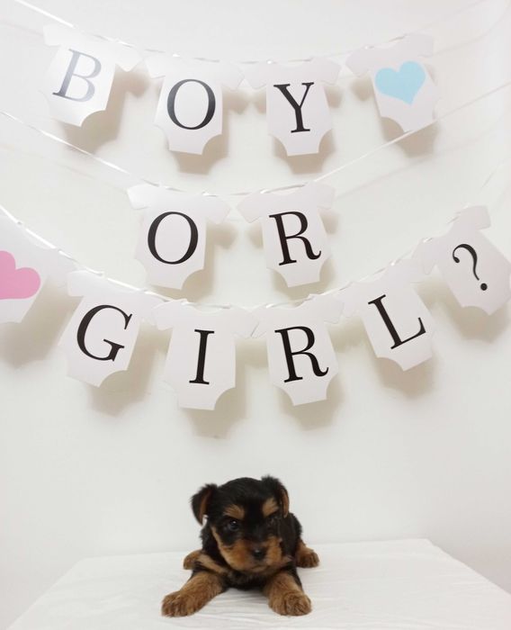 Catelus Yorkshire Terrier