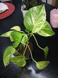 Pothos (epiprenum) - planta de interior