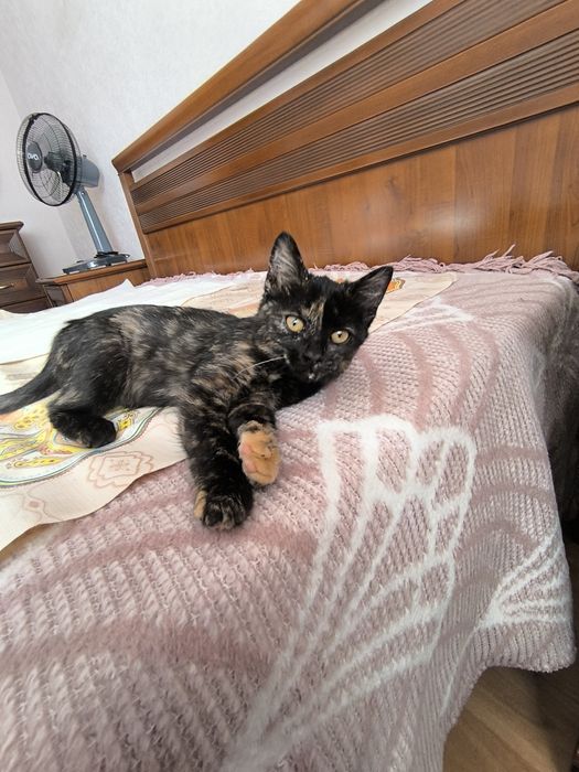 Котенок! Девочка 1,5 месяца