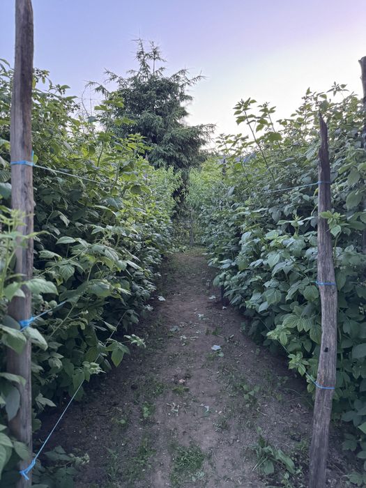 Drajoni de zmeur,zmeura yelow two timer sugana