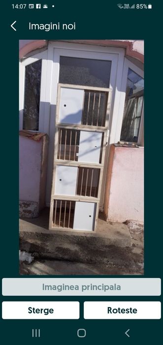 Picior boxa porumbei