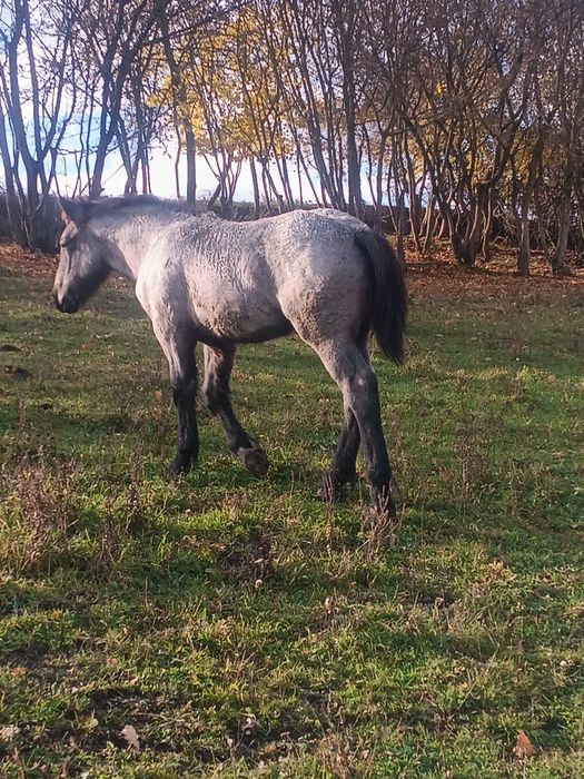 Manji de vânzare de 5 luni