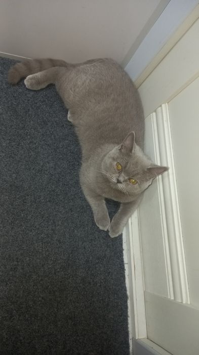 Scottish Staright Mushuk