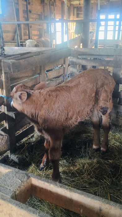 Vand 3 vitei de rasa