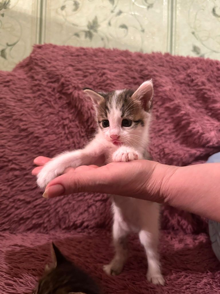 Котята в добрые руки