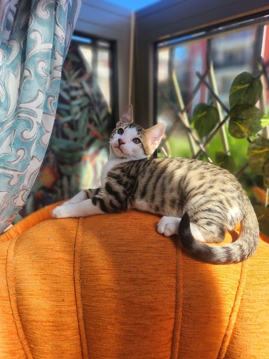Бенгалски котки метиси