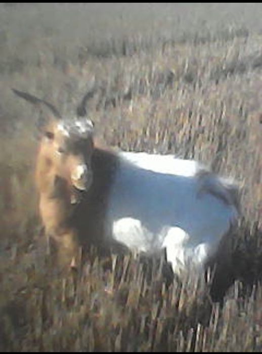 Vând țapi! Preț negociabil.