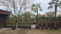 Vand palmierii trachycarpus fortunei rezistenți la -18 °C°