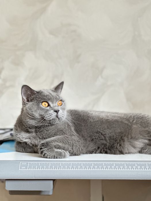 Продается британская кошечка