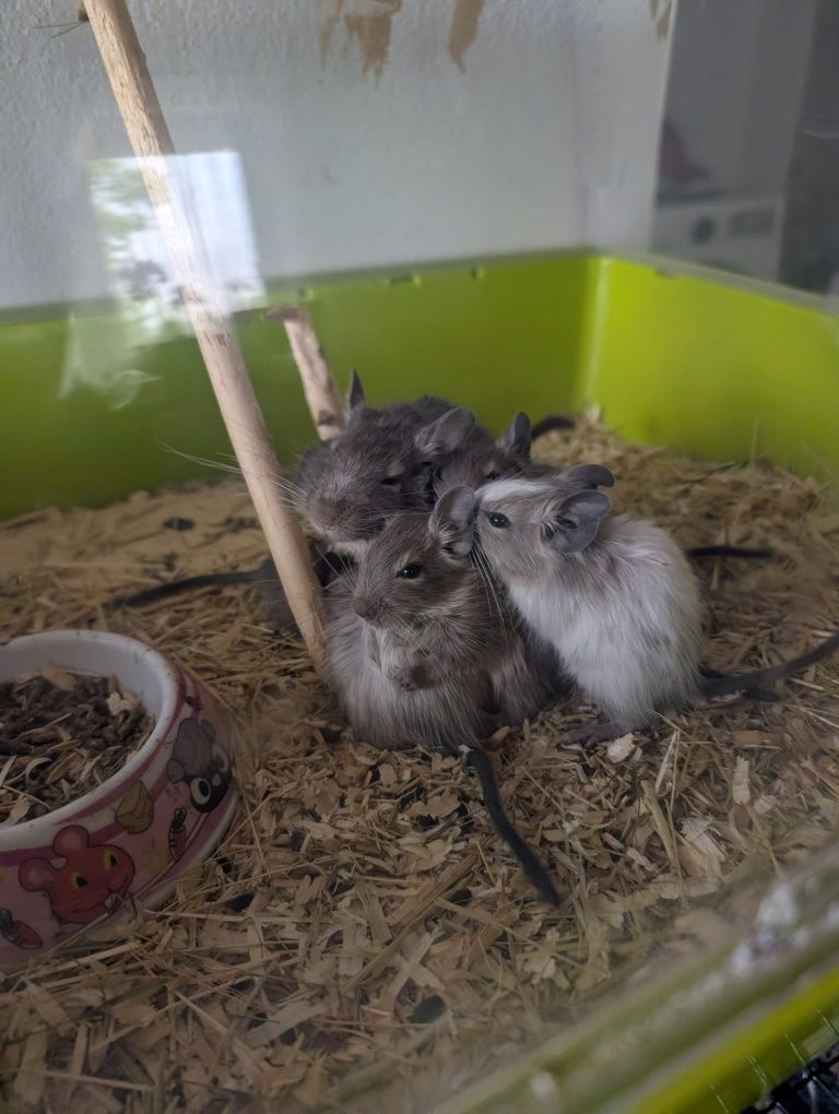 Vând pui de veverițe degu