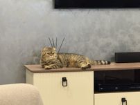 Британский кот на вязку короткошерстная скоттиш фолд