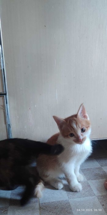 Отдам даром котята , в добрые руки