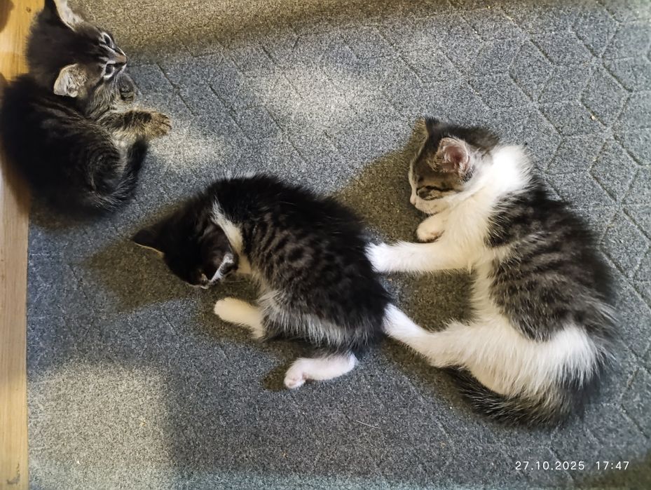 Котята две девочки один мальчик