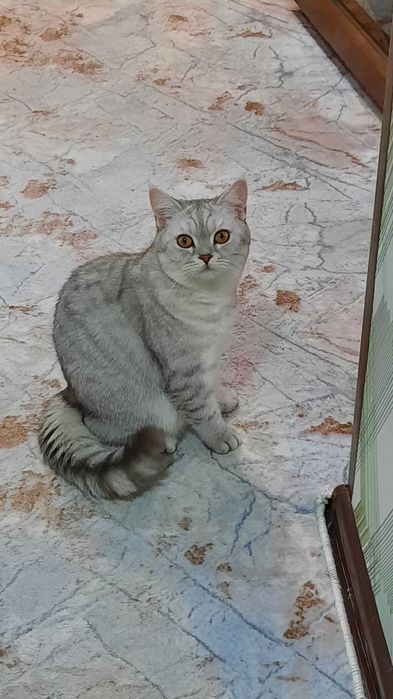 кошка шиншилла домашняя