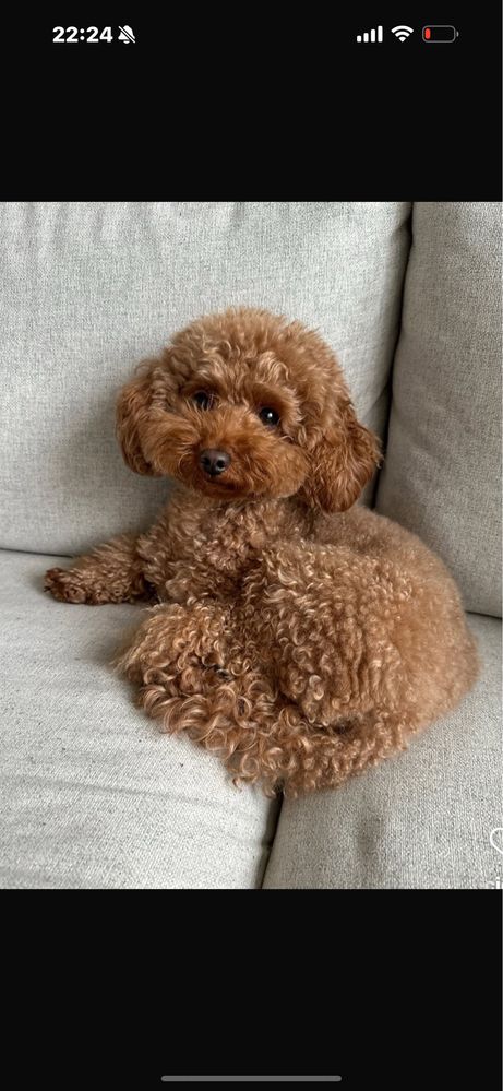 Poodle mini toy de vanzare