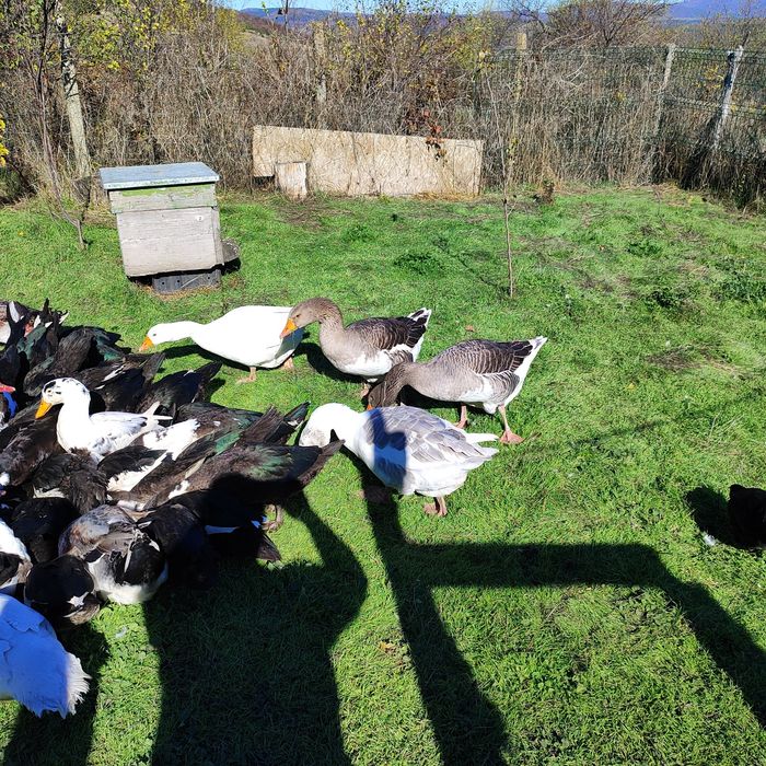 Продават се патици, гъски.