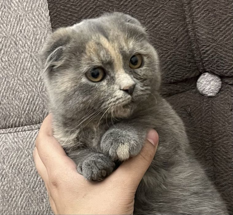 коротколапый вислоухий котенок манчкин фолд Скоттиш килт девочка