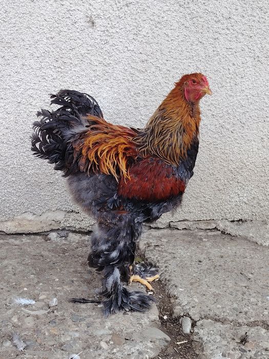 Cocoși brahma din 2025