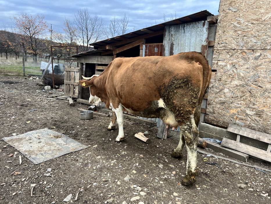 Vaca baltata germana  8 ani