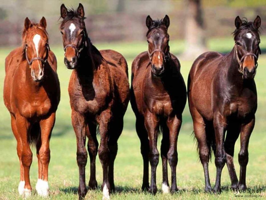 Согым конина, килограмм по 2900.