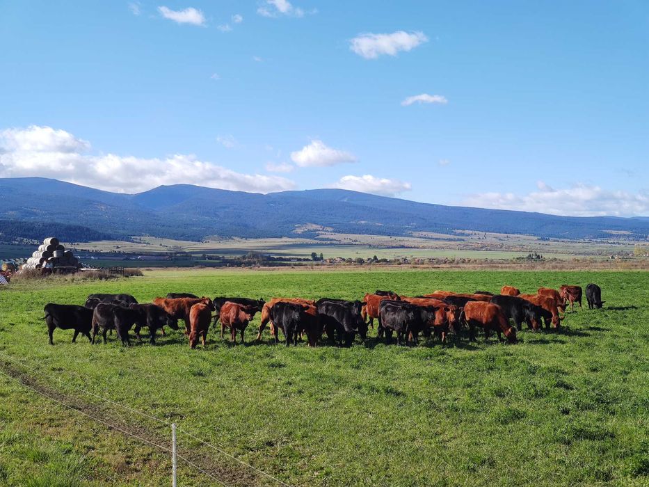 Aberdeen Angus Tauri reproducție/ Juninci/