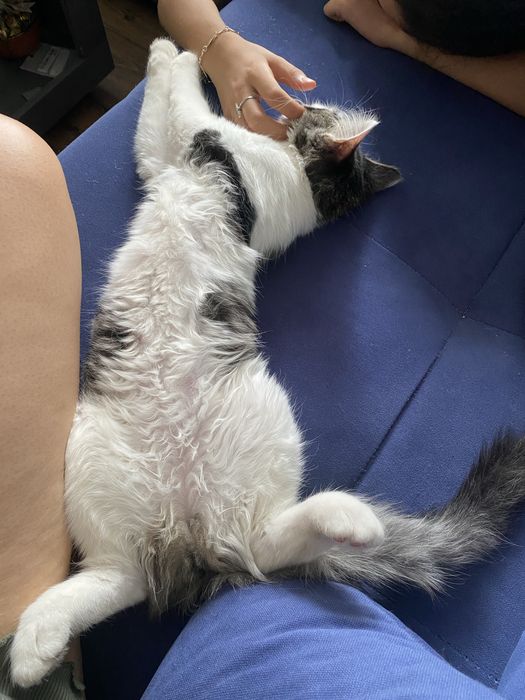 Ofer spre adoptie o pisicuta
