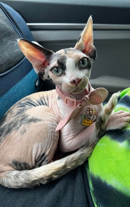 DONEZ Pisica Sphynx