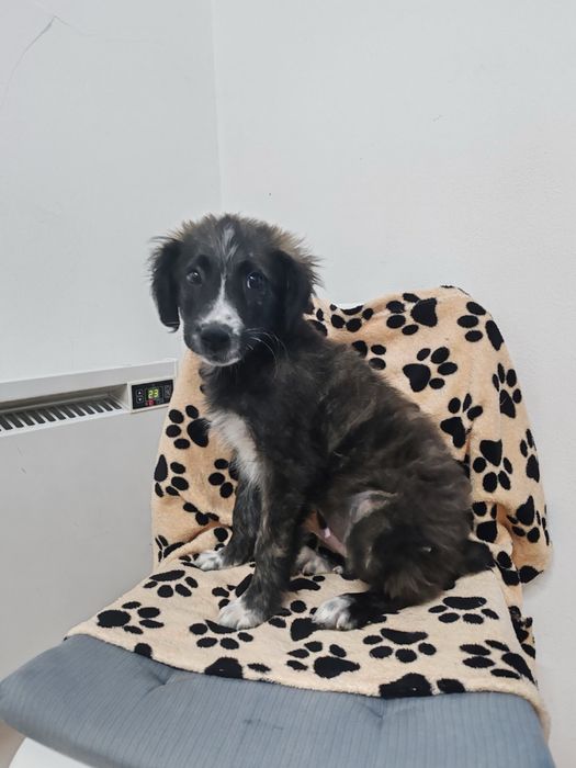 Мъжко кученце търси дом