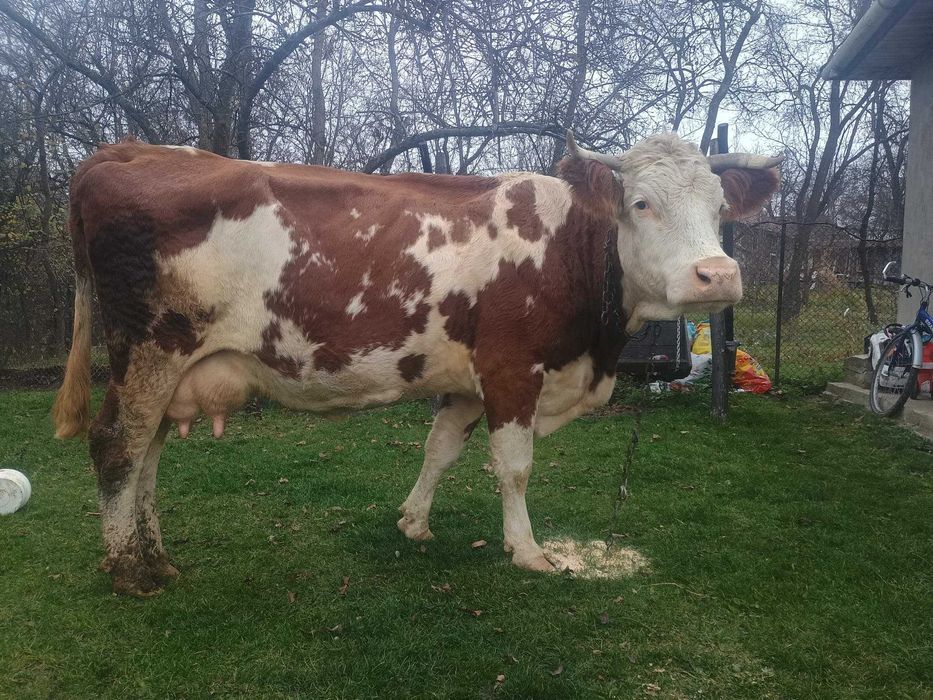Vaca de 6 ani cu 12 l lapte la zi