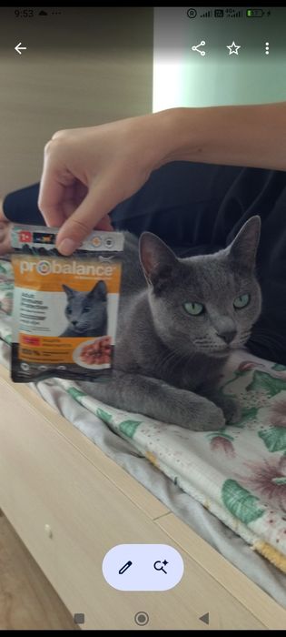 потерялась кошка