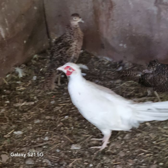 Fazani comuni de vanzare