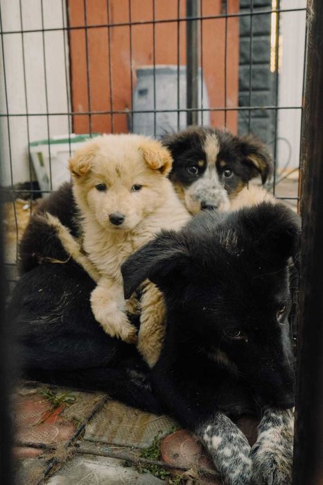 Щенки в добрые руки