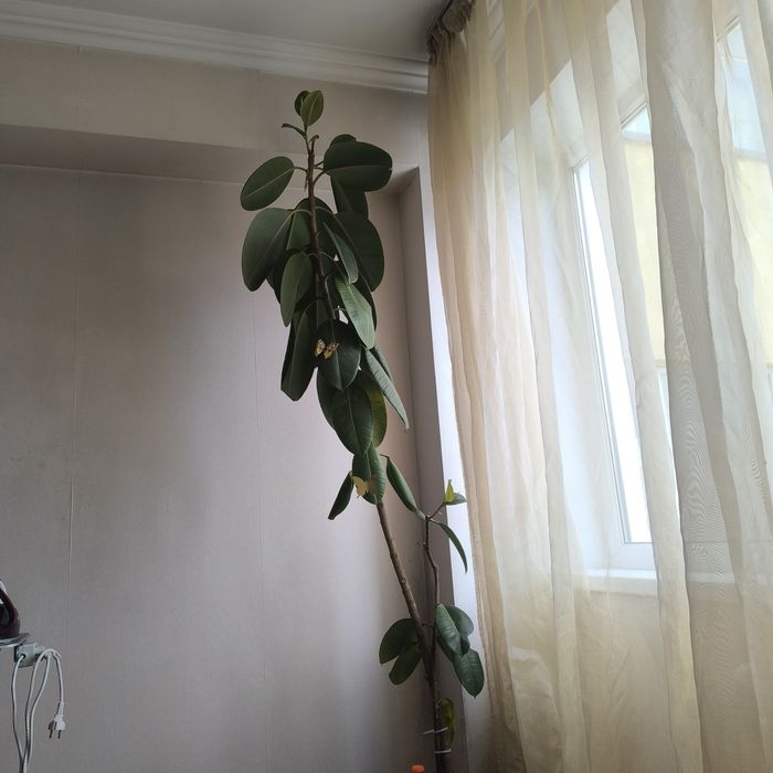 Цветы комнатные, Фикус.